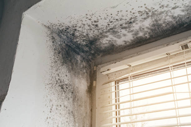 Affordable Attic Mold Remediation solutions in Cecilia, KY